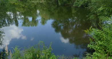 Widok wody w stawie Nad Jasieniem