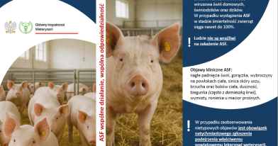 infografika z informacjami o ASF